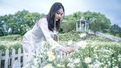 Lạc vào cánh đồng hoa cúc và hoa mi 3.000 m2 tuyệt đẹp ở Hà Nội